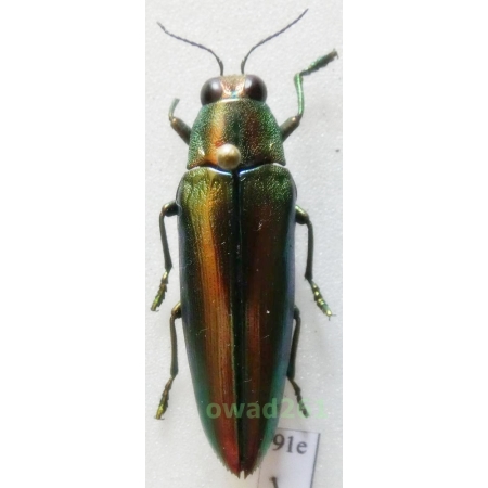 Chrysochroa aurora Heller, 1912 35mm Indonesia, Sulawesi Is91c